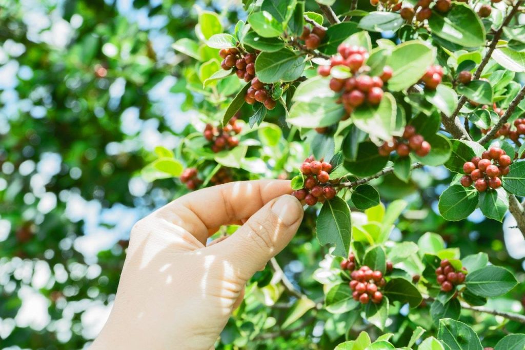 Árbol de café peruano