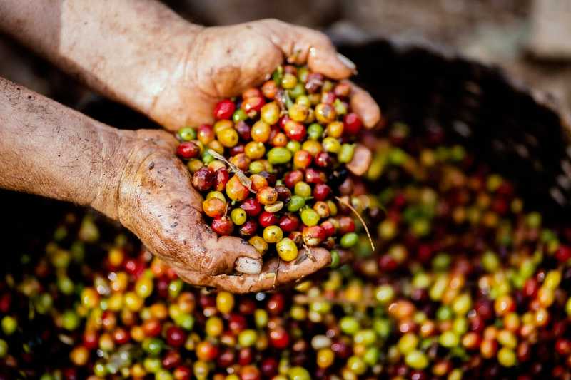 café de origen peruano